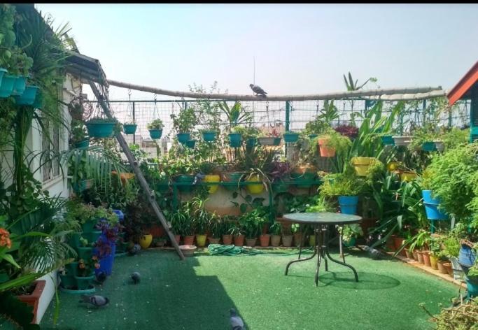Liv Jaipur