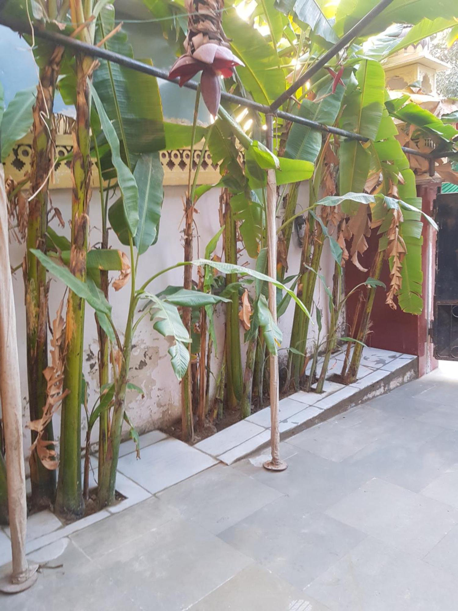 Sureli Haveli Homestay *