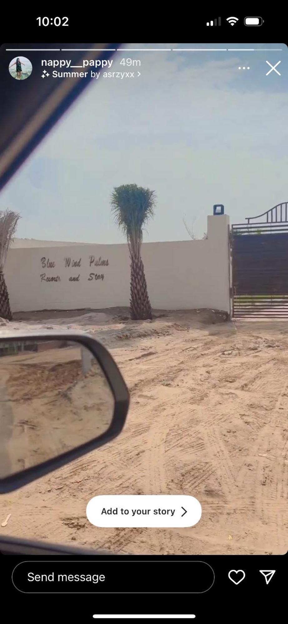 Blue Wind Palms And