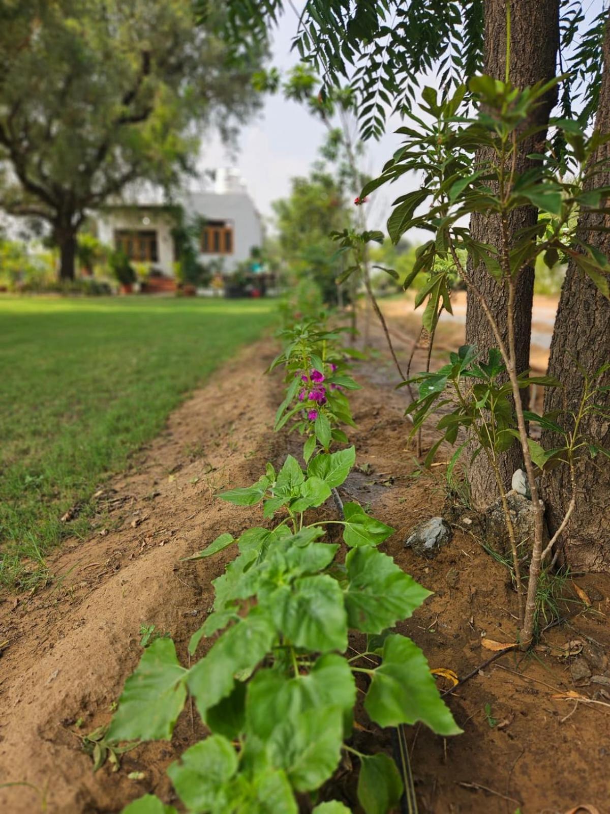 Farm stay Bliss Farm Jaipur