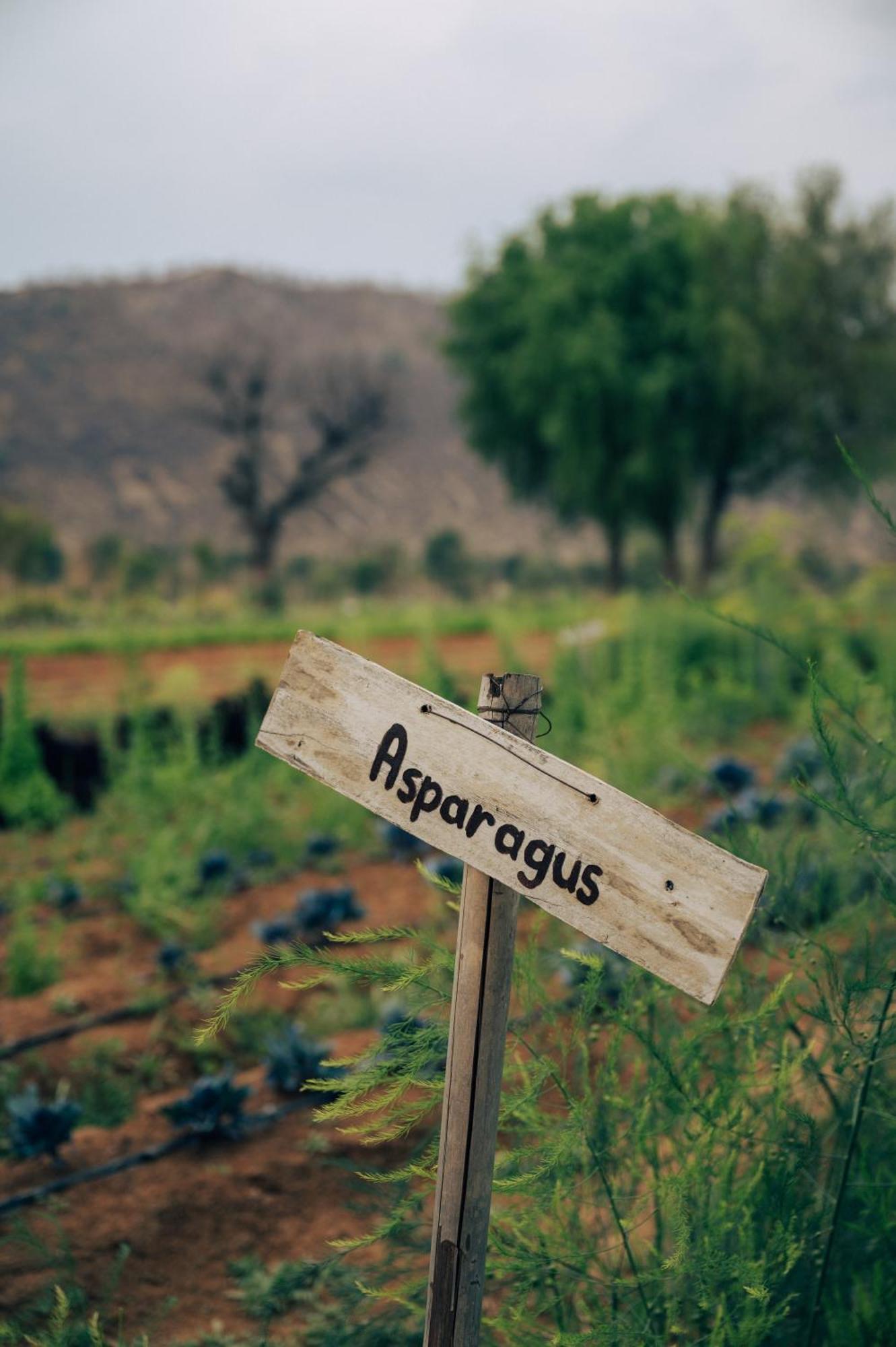 Anopura * Jaipur