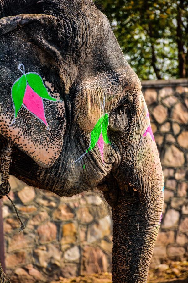 Hathi Mauja