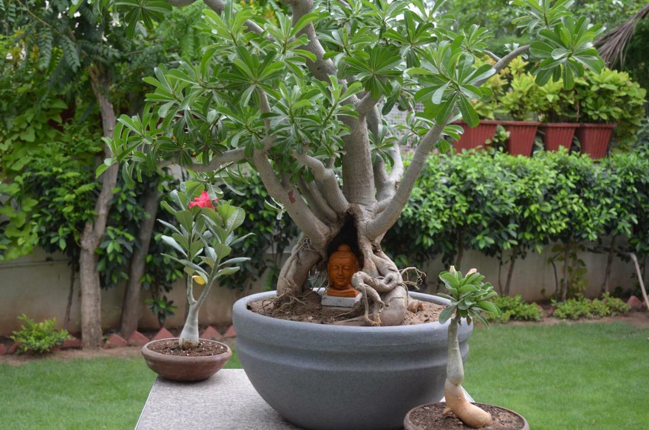 Oasis House Jaipur