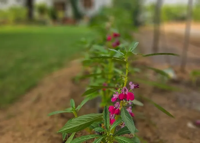 Bliss Farm Stay