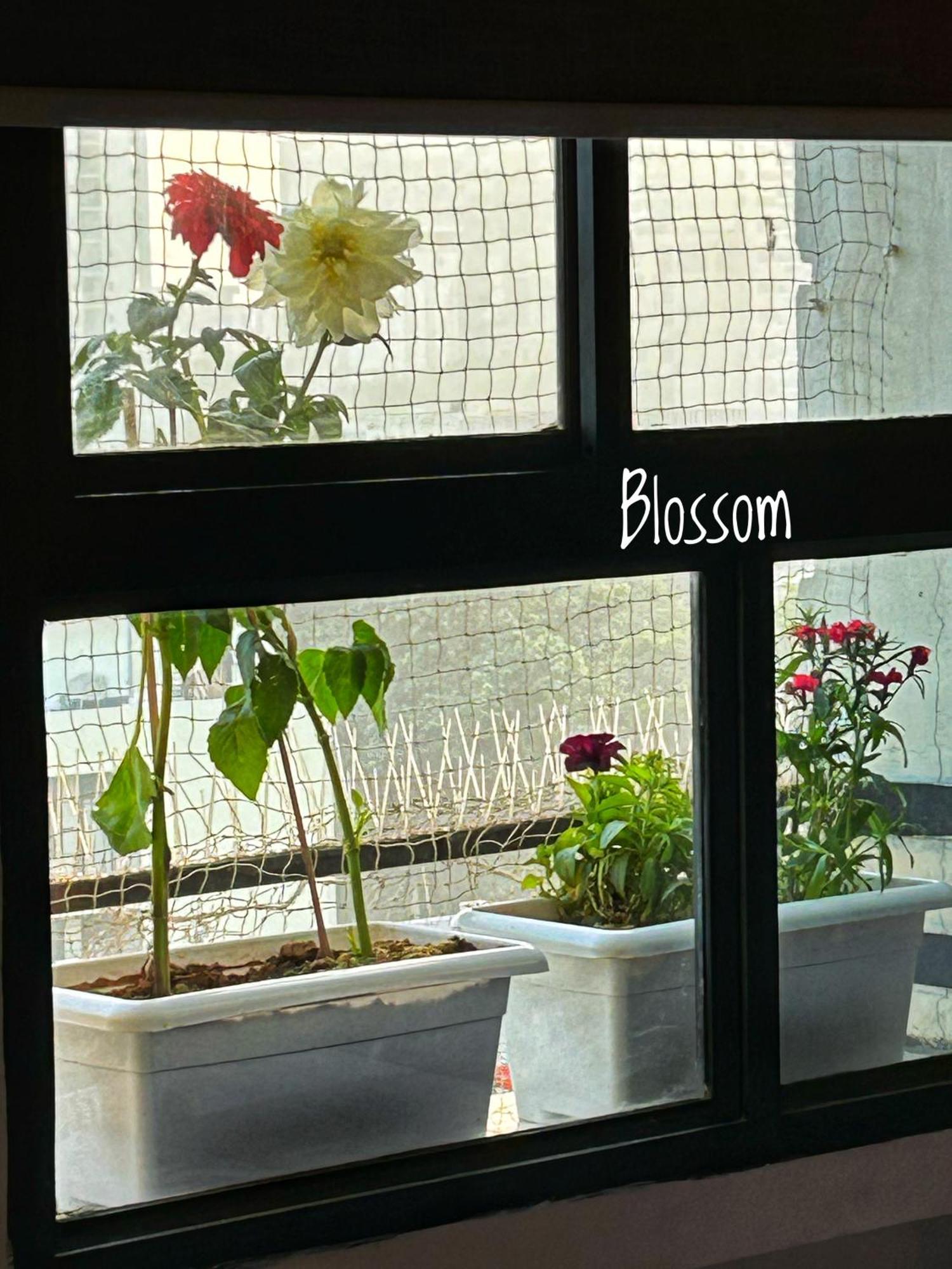 Elysium Apartment
