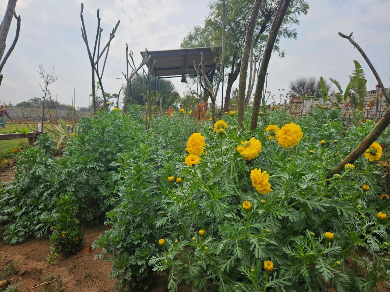 Bliss Farm Farm stay *