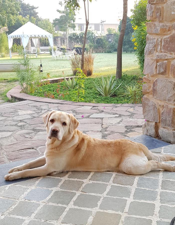 A Dog's Story,