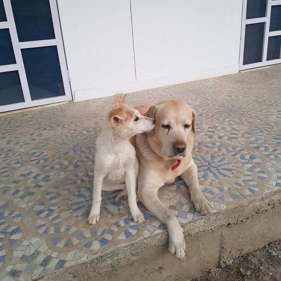 Bed & Breakfast A Dog's Story,