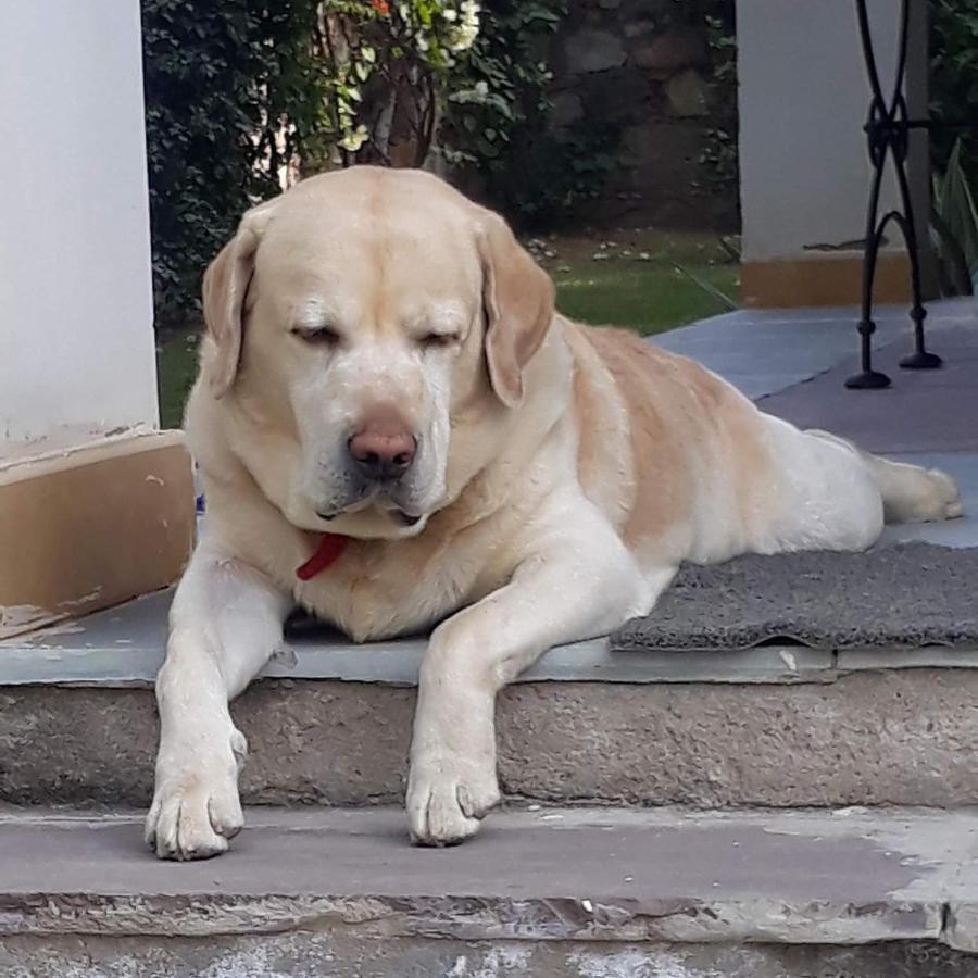 Bed & Breakfast A Dog's Story,