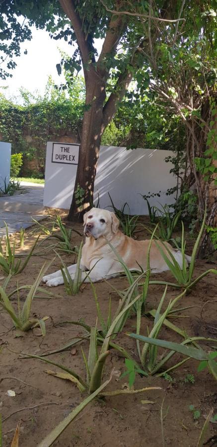 Bed & Breakfast A Dog's Story, *