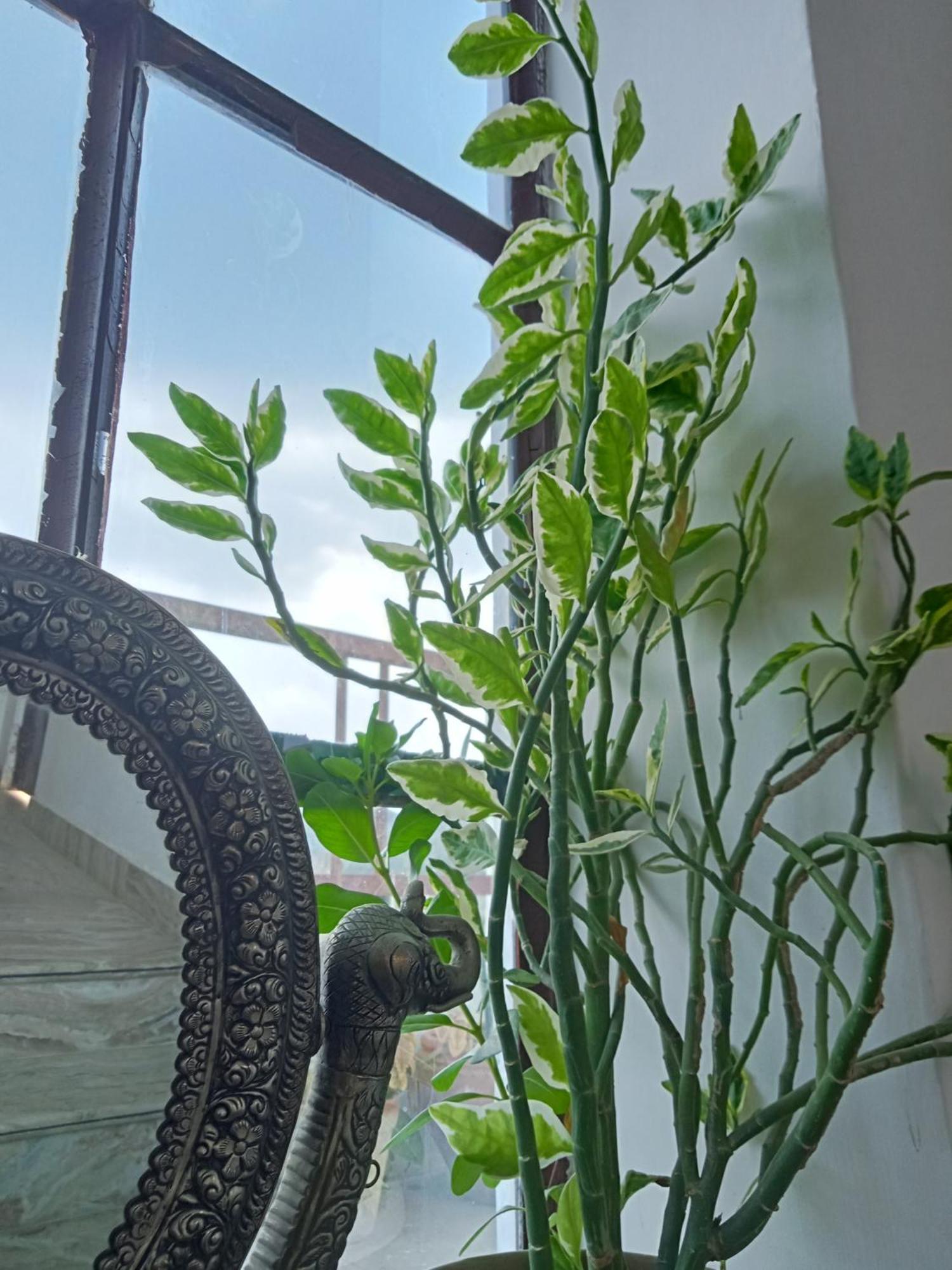 Cocoon Guest house