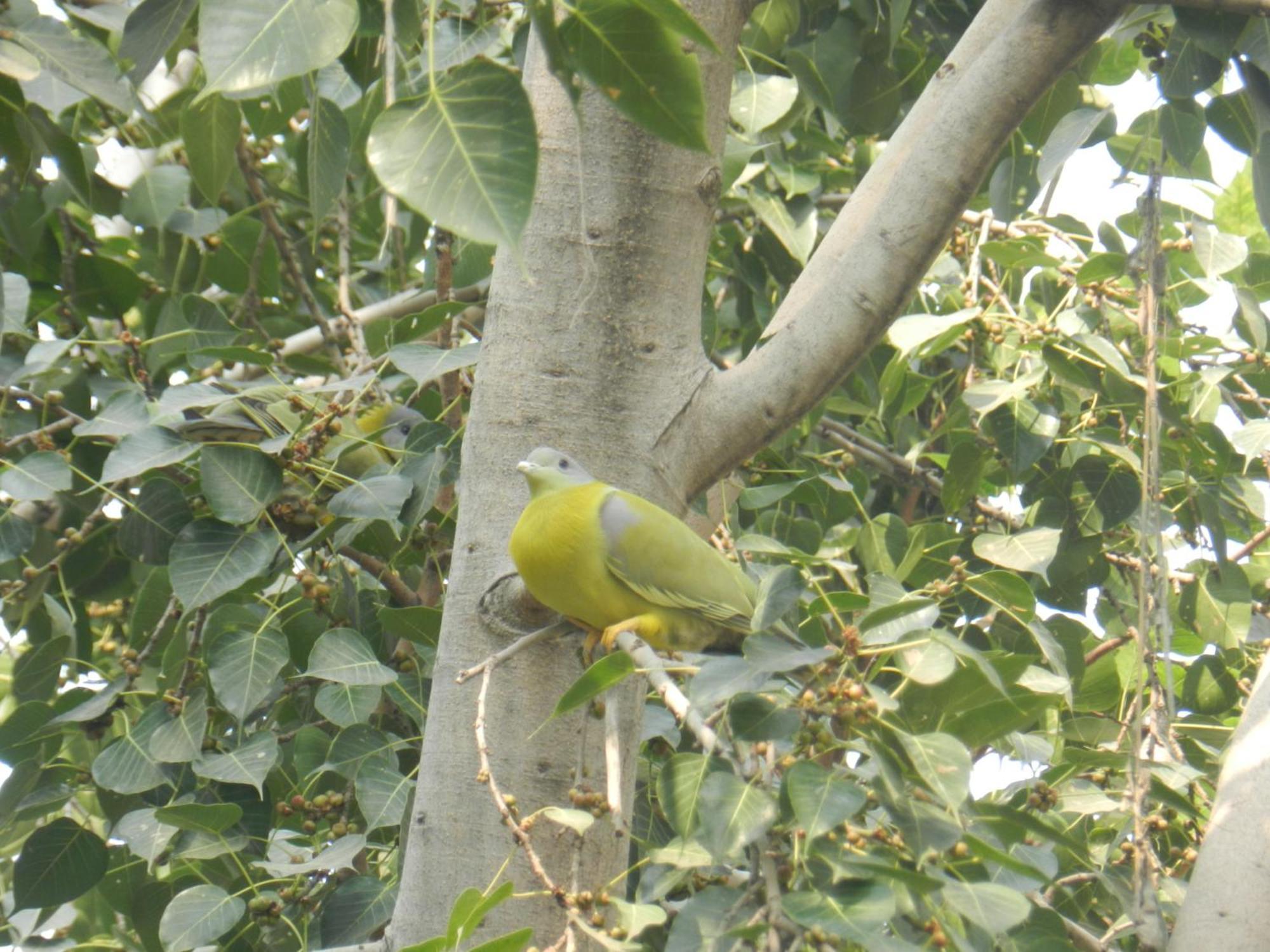 Hotel Jai Niwas